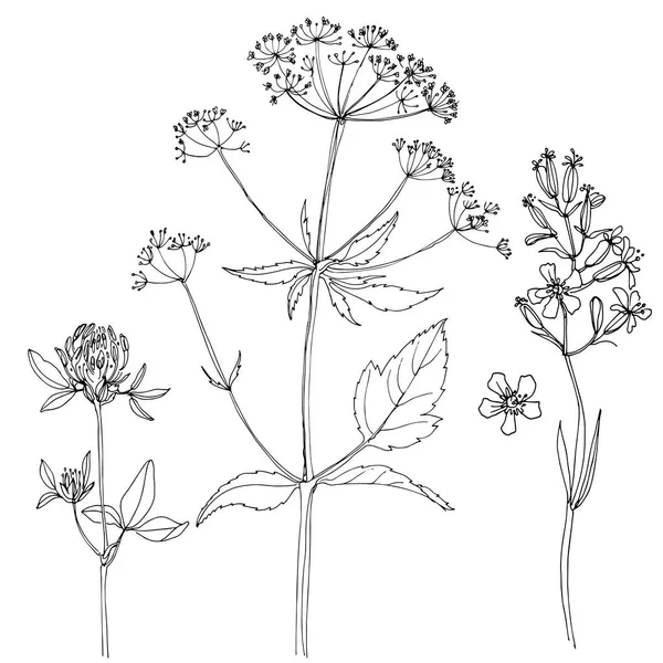 Σετ χειροποίητης βότανα — Διανυσματικό Αρχείο