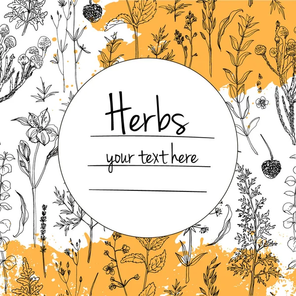 Hand-drawn herbs with place for text — Stock Vector