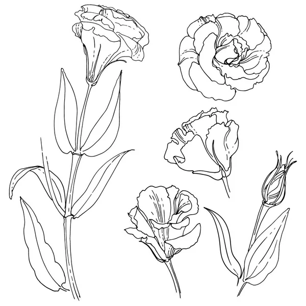 Hand-drawn Lisianthus set — Stock Vector