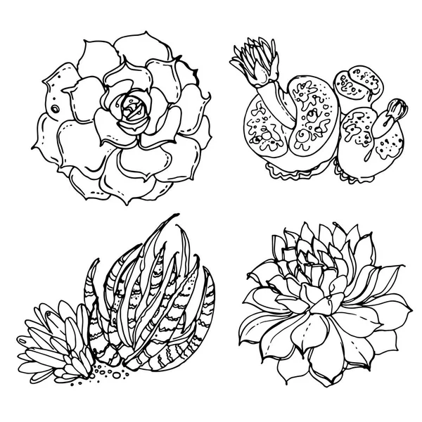 Succulents and cacti set — Stock Vector