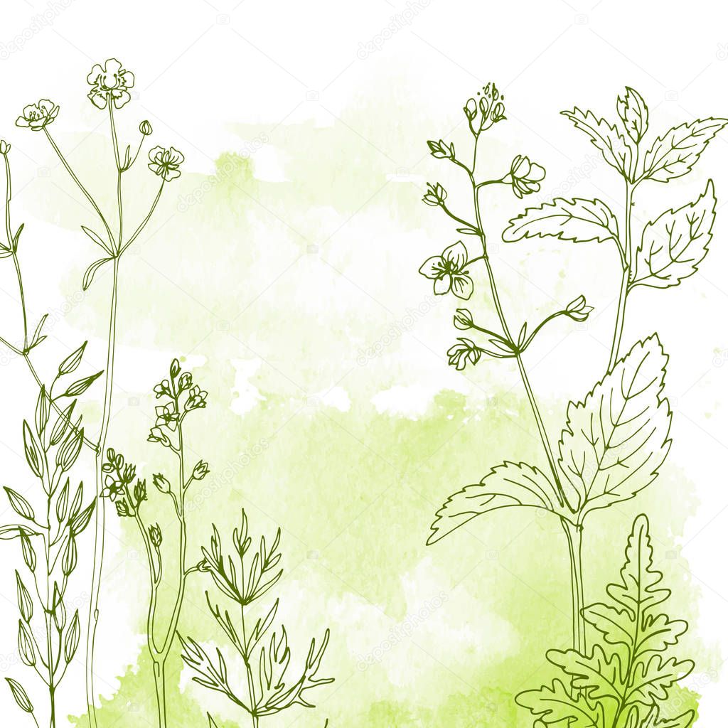 hand-drawn linear herbs