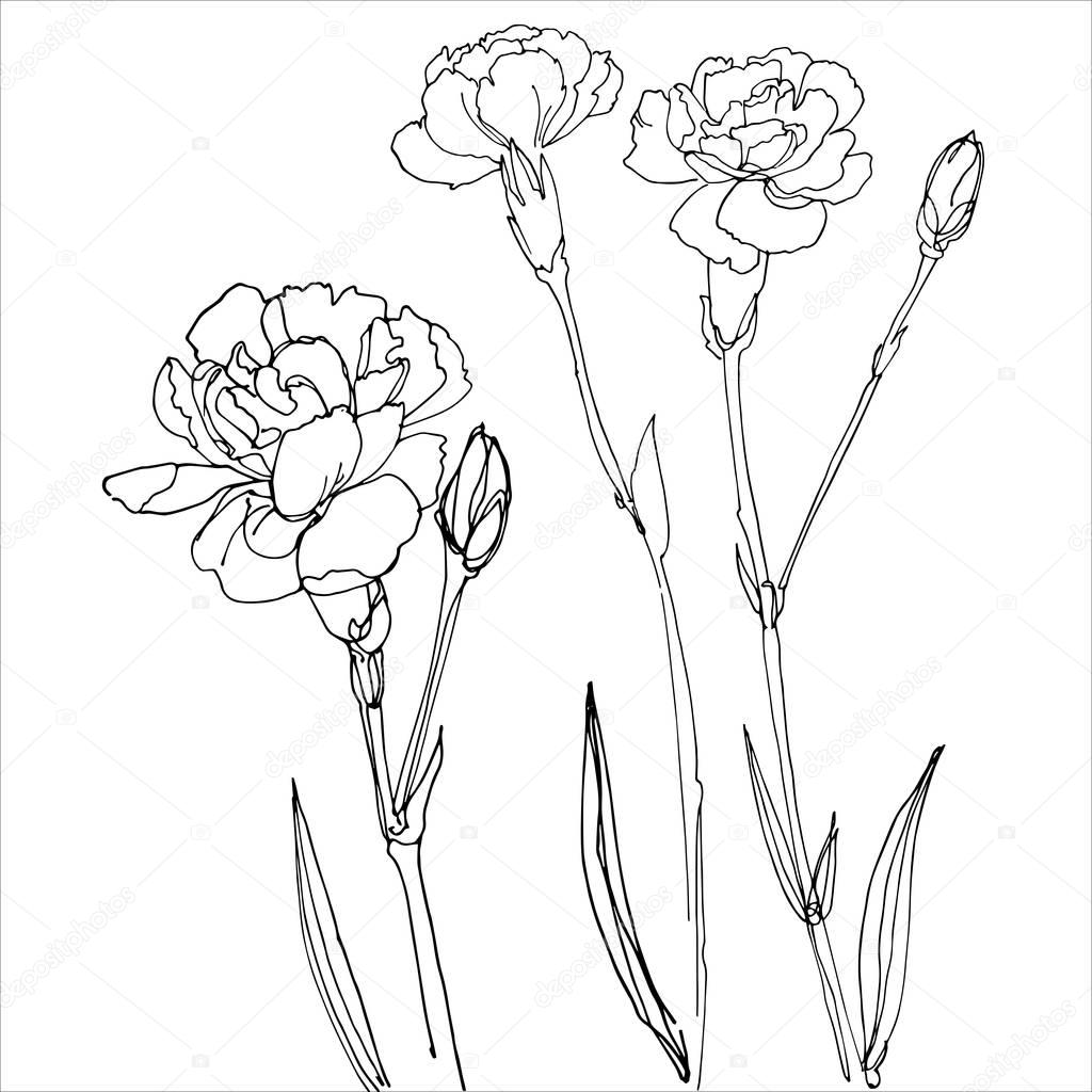 hand-drawn carnation flowers