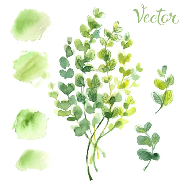 Ručně kreslené akvarel bylina — Stockový vektor