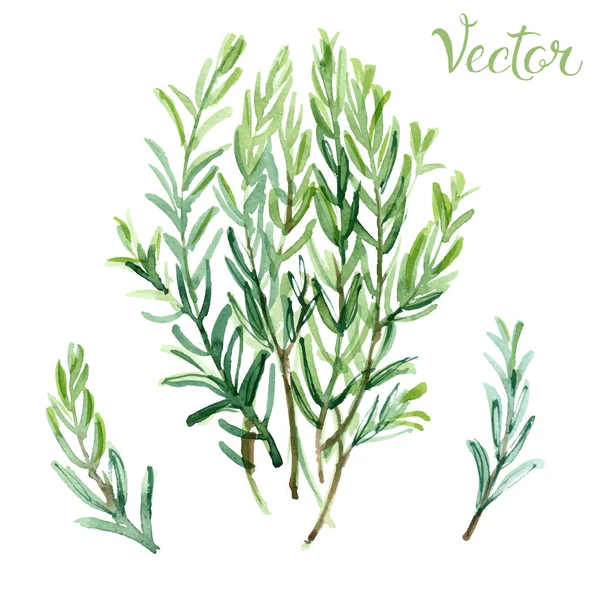 Hand-drawn watercolor herb — Stock Vector