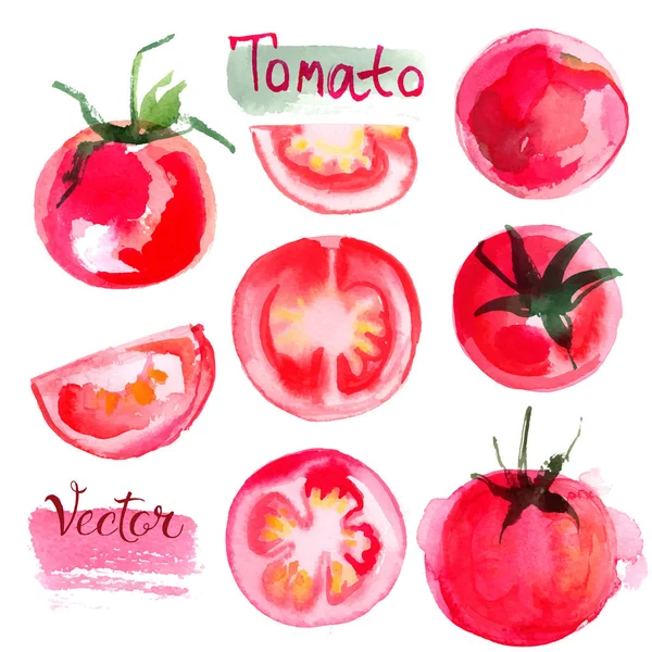 Handgezeichnete Aquarell-Tomaten Set — Stockvektor