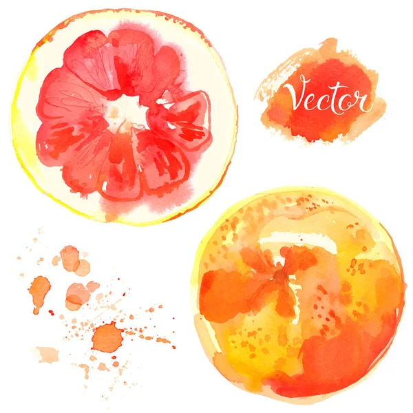 Handritade vattenfärg grapefrukt — Stock vektor