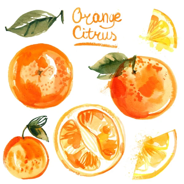 Ręcznie rysowane pomarańczowy zestaw owoców cytrusowych — Wektor stockowy