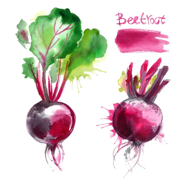 Betteraves à aquarelle dessinées à la main — Image vectorielle