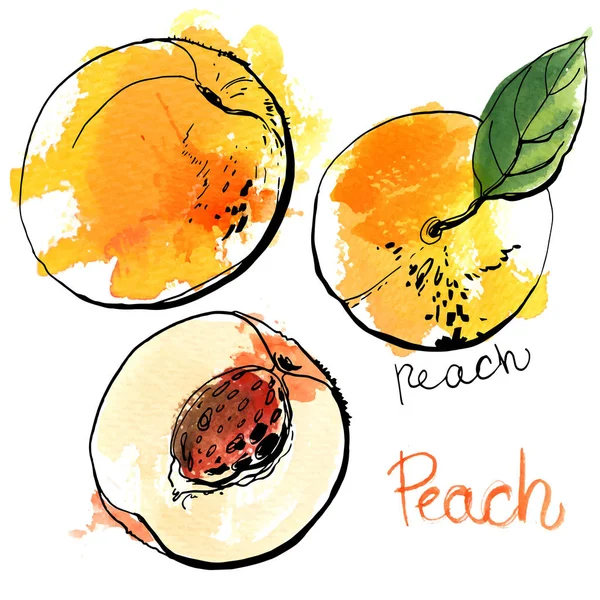 Handritade vattenfärg persikor — Stock vektor
