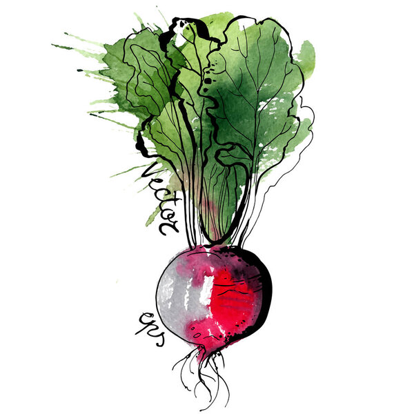 hand-drawn watercolor beetroot