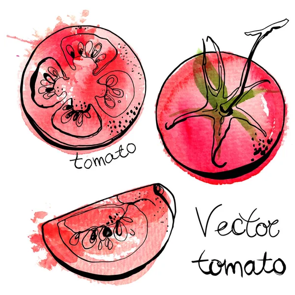 Tomates aquarela desenhados à mão — Vetor de Stock