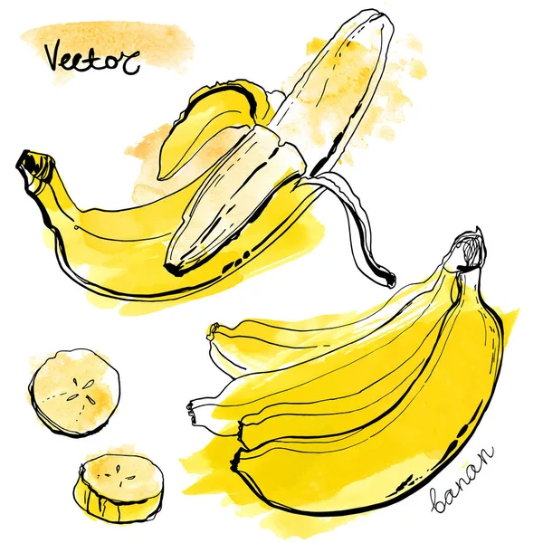 Sada ručně tažené banány — Stockový vektor