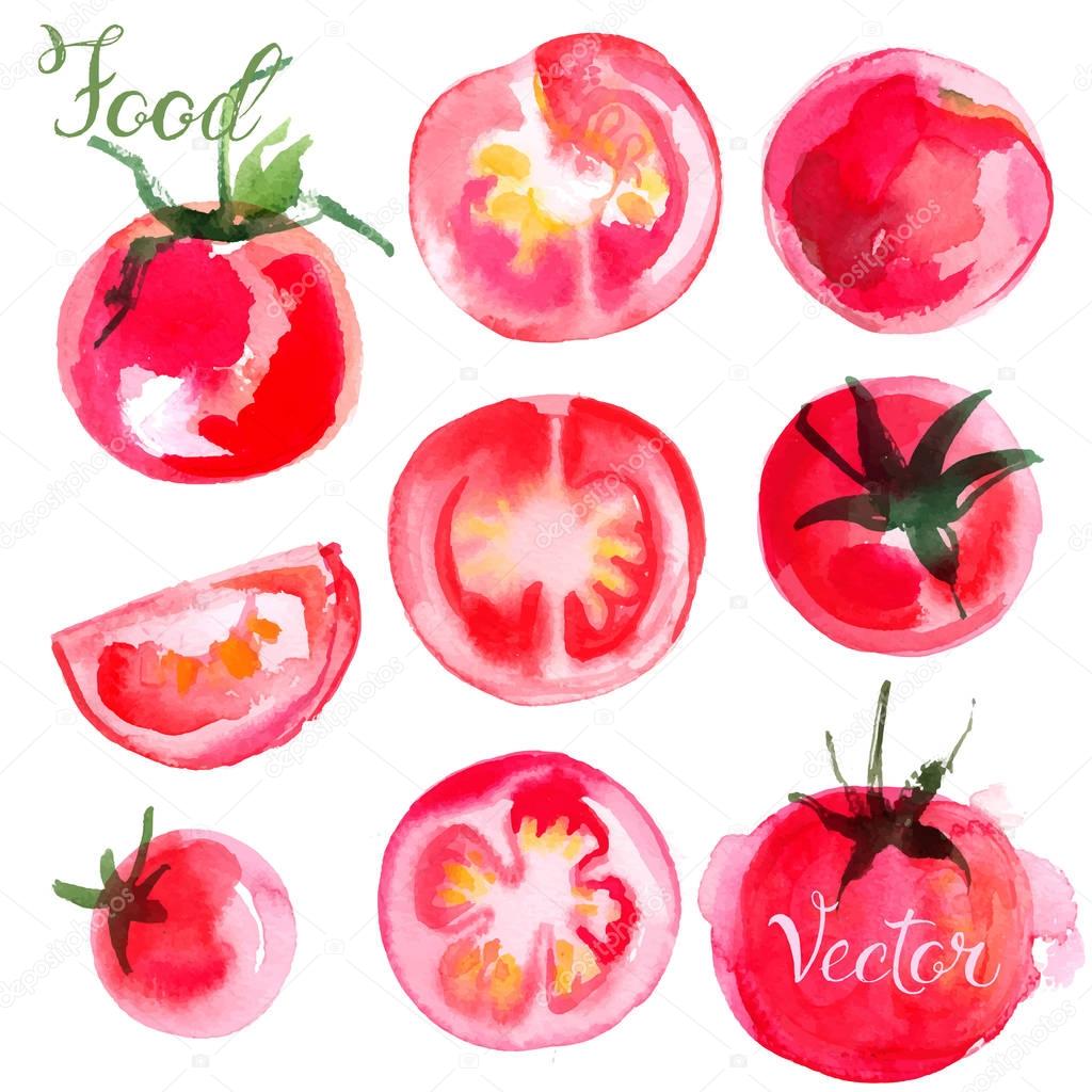 hand-drawn watercolor tomatoes set