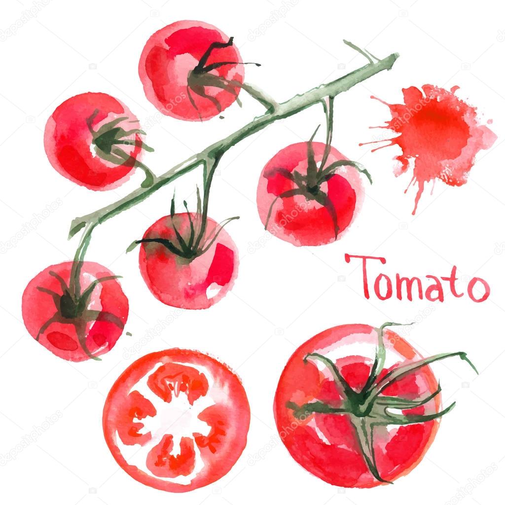 hand-drawn watercolor tomatoes