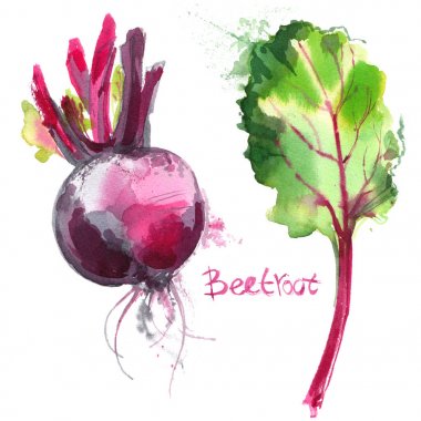 Beyaz zemin üzerine suluboya ile sebze kümesi boyalı. Pancar yaprakları ile renk. Meyve, yarısı, yaprak, soyut bulanıklık. Vektör çizim