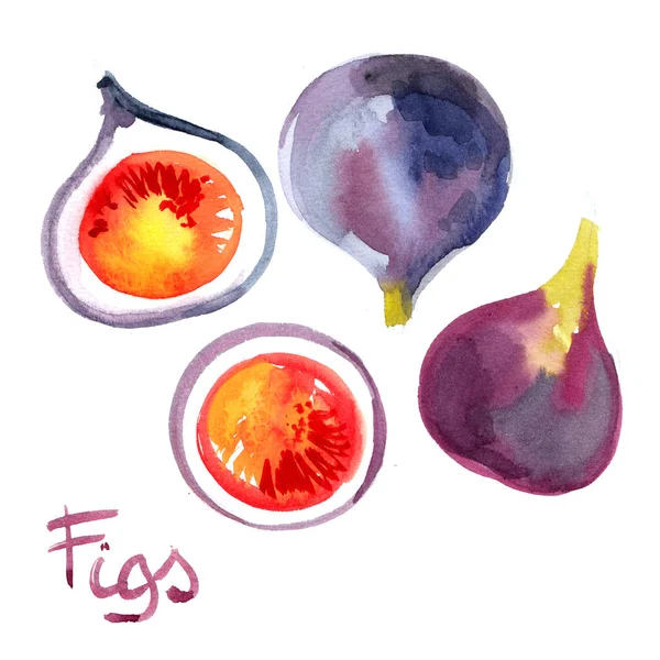 Fig Geschilderd Met Aquarellen Witte Achtergrond Aquarel Helder Gekleurde Vruchten — Stockvector