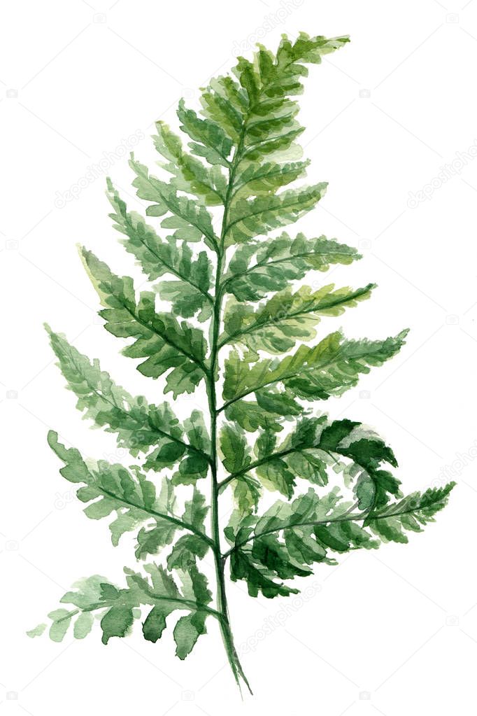 Fern painted with watercolors on white background. Green forest plants branch. Forest herb