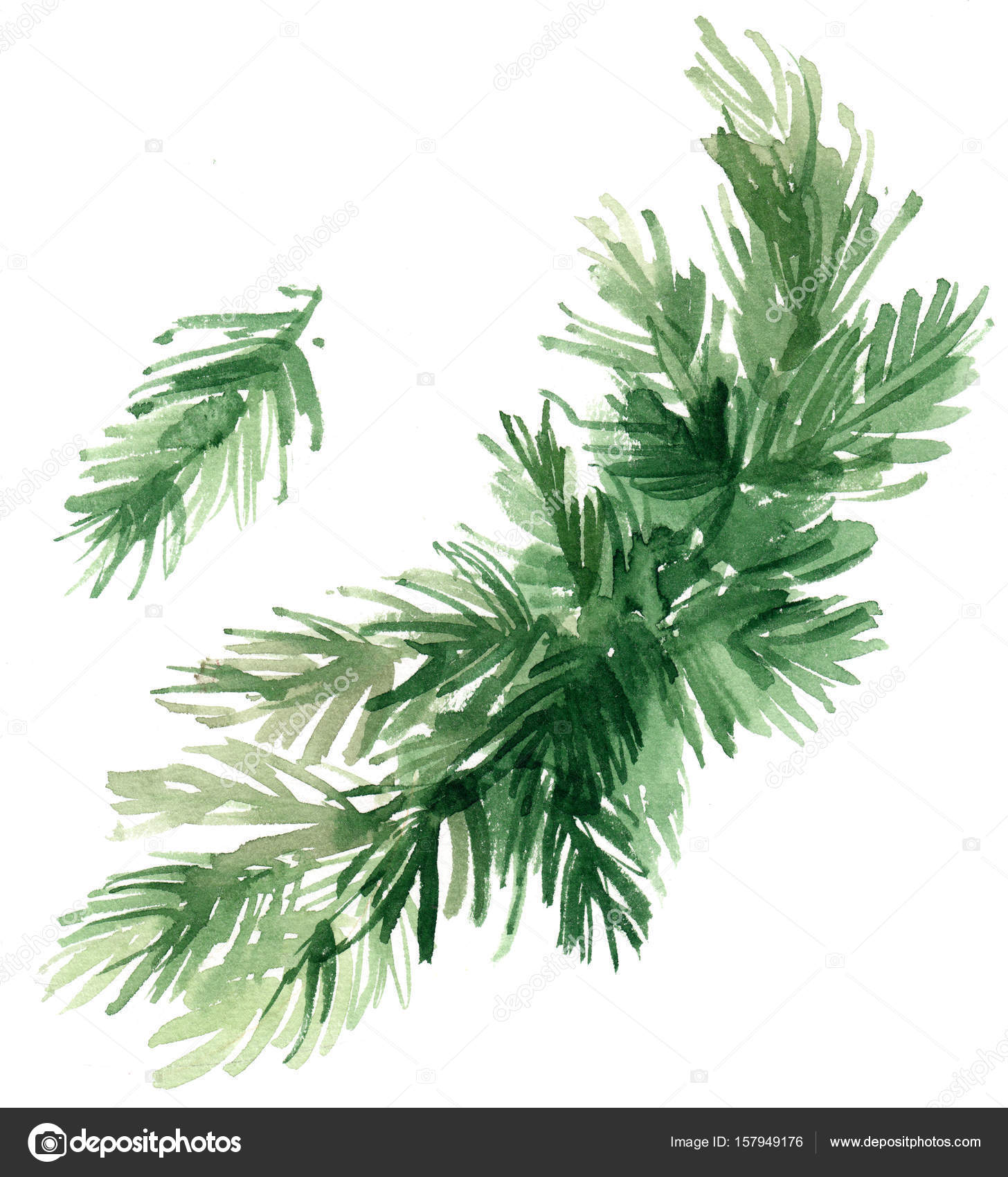 Branches Trees Painted Watercolors White Background Sprigs Arborvitae