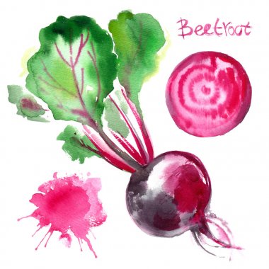 Beyaz zemin üzerine suluboya ile sebze kümesi boyalı. Renk pancar. Meyve, yarısı, yaprak, soyut bulanıklık. Vektör çizim