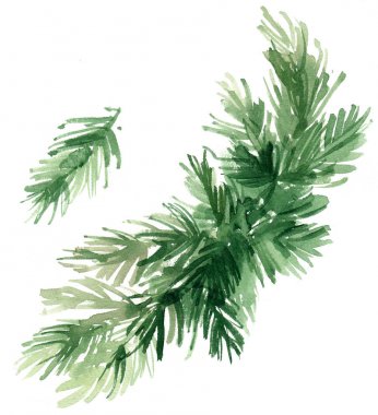 Beyaz zemin üzerine suluboya ile ağaçların dalları boyalı. Mazı, Ladin, ağaçlar, kozalaklı ağaçlar dal. Botanik kroki