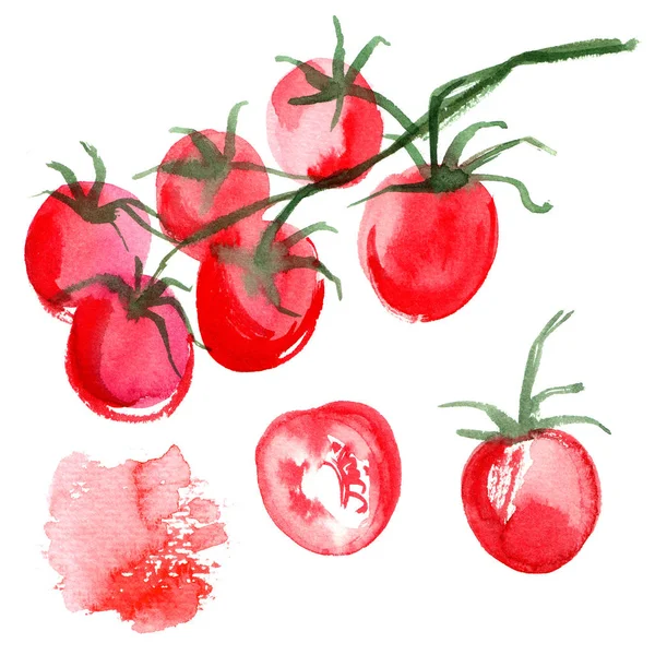 Conjunto Tomates Fundo Desenhado Estudar Legumes Alimentos — Fotografia de Stock