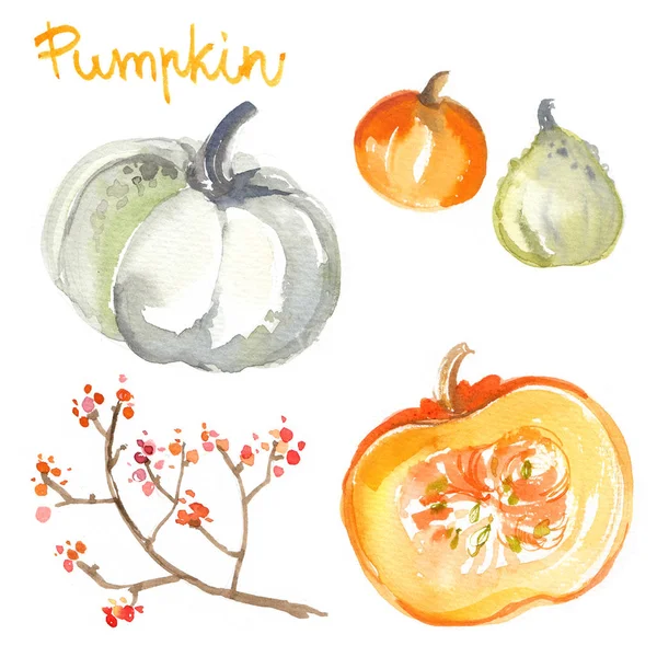 在白色背景下用水彩画的南瓜 彩色蔬菜涂在纸上 秋季蔬菜 — 图库照片