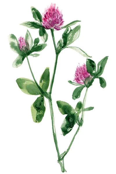 Clover Sprig Green Painted Watercolors White Background Study Forest Herbs — Stockfoto