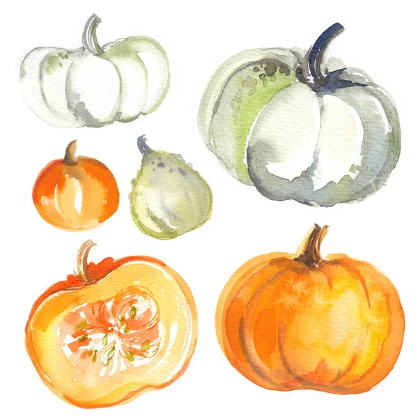 Dýně Malované Akvarely Bílém Pozadí Barevné Zeleniny Malované Papíře Podzimní — Stock fotografie