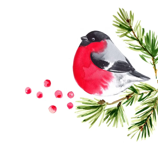Ptak Gałęziach Sosny Malowane Akwarelami Białym Tle Wystrój Zimowy Motywy — Zdjęcie stockowe