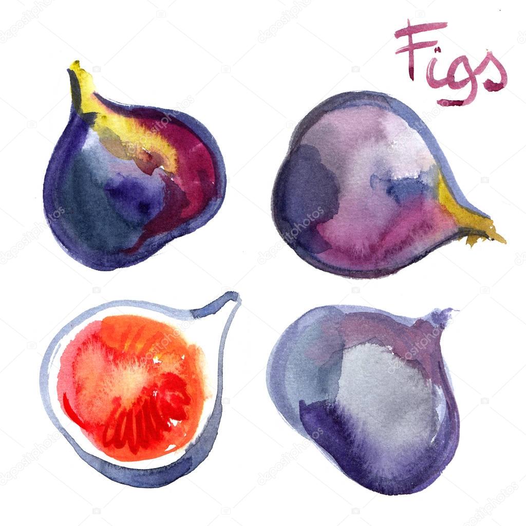 Fig painted with watercolors on white background. Watercolor bright colored fruits.