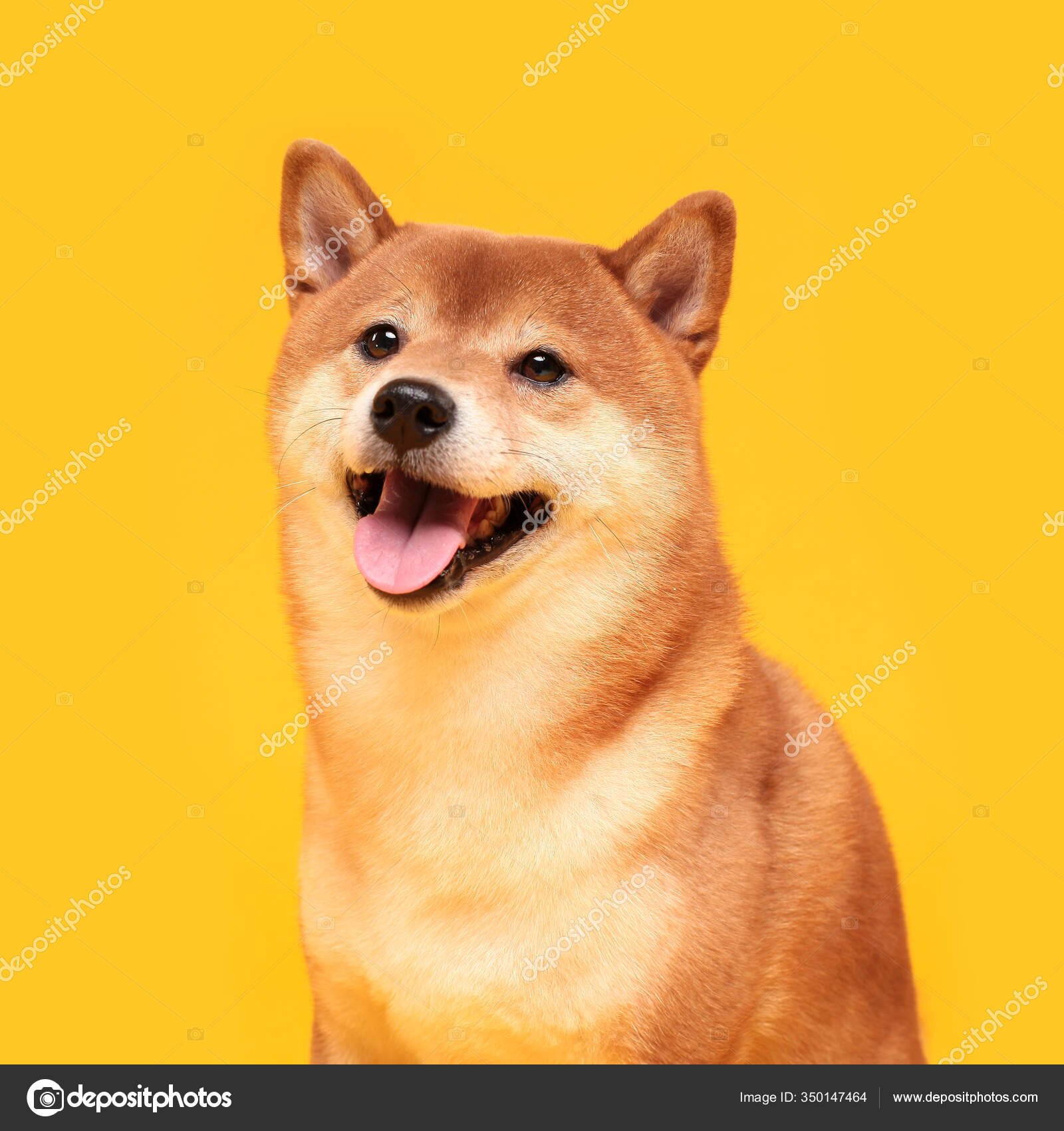 Happy Shiba Inu Dog Yellow Red Haired Japanese Dog Smile Stock Photo by  ©vaneevais.gmail.com 350147464