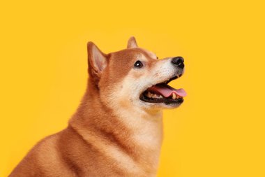 Mutlu shiba inu köpekleri. Kızıl saçlı Japon köpek gülümseme portresi