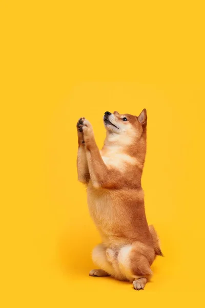 Happy Shiba Inu Hund Auf Gelb Rothaarige Japanische Hunde Lächeln — Stockfoto