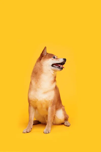 Szczęśliwego Psa Shiba Inu Żółtym Rudowłosy Japoński Pies Uśmiech Portret — Zdjęcie stockowe