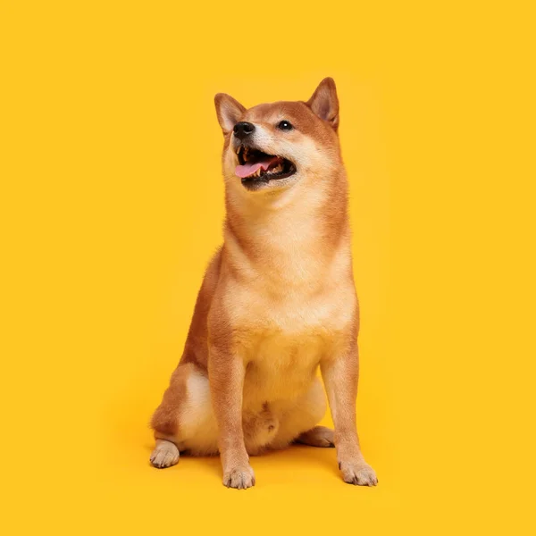 Szczęśliwego Psa Shiba Inu Żółtym Rudowłosy Japoński Pies Uśmiech Portret — Zdjęcie stockowe