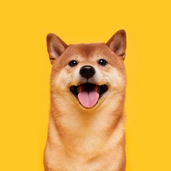 Šťastný Shiba Inu Pes Žluté Červenovlasý Japonský Pes Úsměv Portrét — Stock fotografie