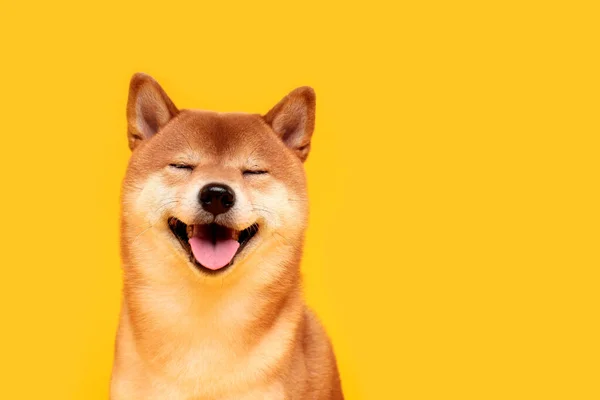 Χαρούμενο Σκυλί Σίμπα Ινού Στο Κίτρινο Κοκκινομάλλα Ιαπωνικά Σκυλιά Χαμογελάνε — Φωτογραφία Αρχείου
