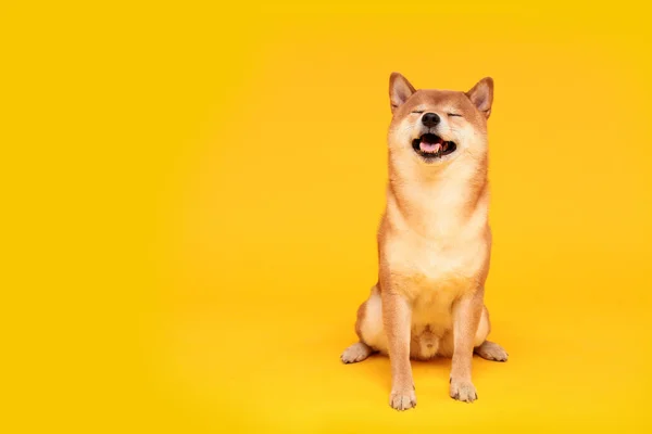 Joyeux Chien Shiba Inu Sur Jaune Portrait Chien Japonais Aux — Photo