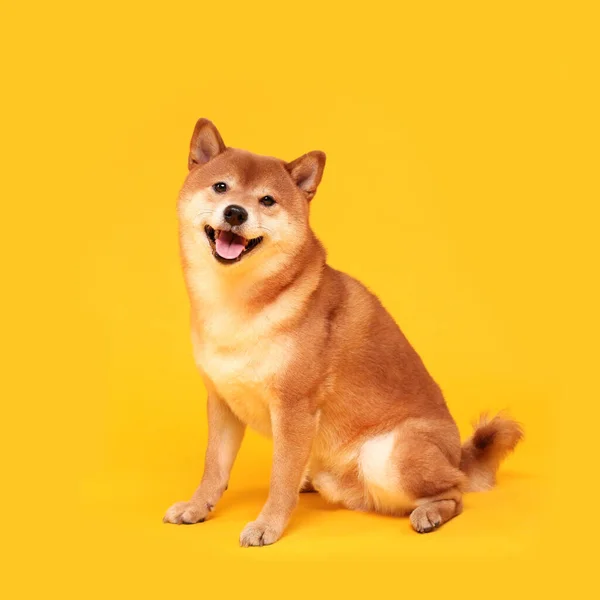 Joyeux Chien Shiba Inu Sur Jaune Portrait Chien Japonais Aux — Photo