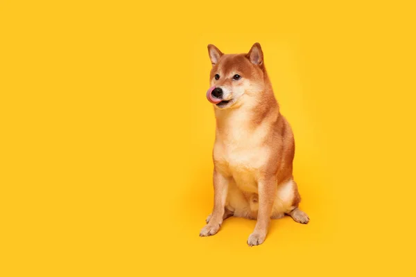 Szczęśliwego Psa Shiba Inu Żółtym Rudowłosy Japoński Pies Uśmiech Portret — Zdjęcie stockowe