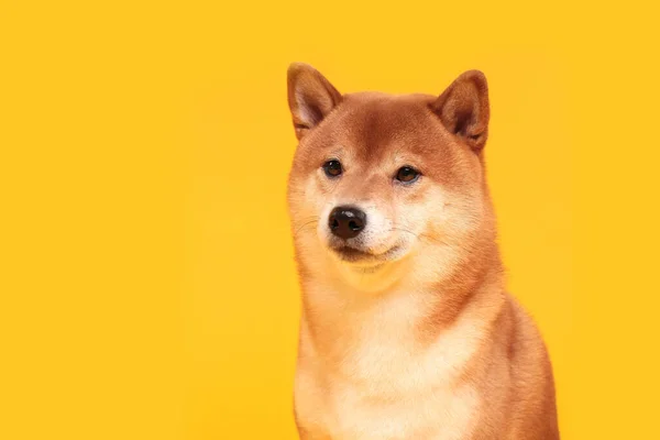 Joyeux Chien Shiba Inu Sur Jaune Portrait Chien Japonais Aux — Photo