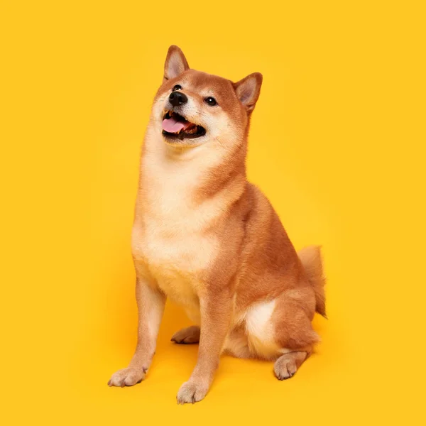 Cão Shiba Inu Feliz Amarelo Vermelho Cabelos Japonês Cão Sorriso — Fotografia de Stock