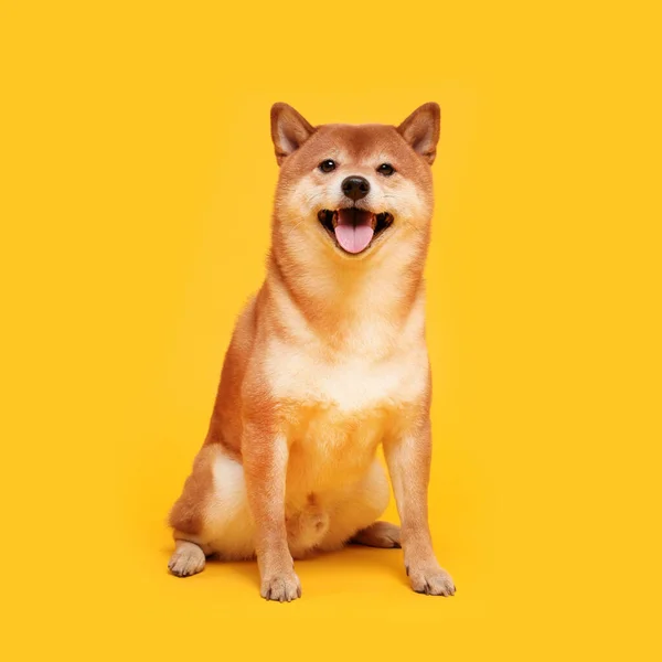 Cão Shiba Inu Feliz Amarelo Vermelho Cabelos Japonês Cão Sorriso — Fotografia de Stock