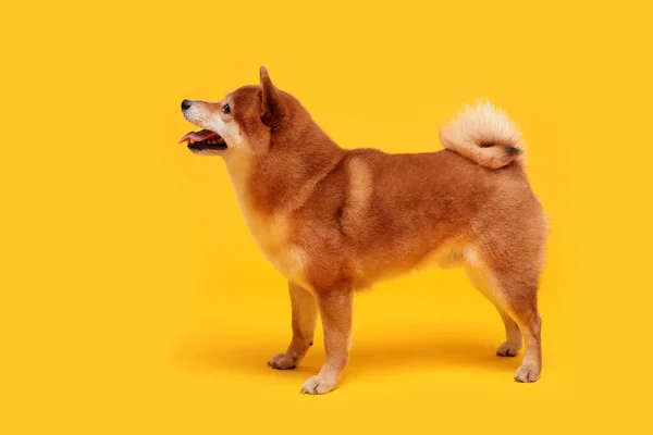 Happy Shiba Inu Hund Auf Gelb Rothaarige Japanische Hunde Lächeln — Stockfoto