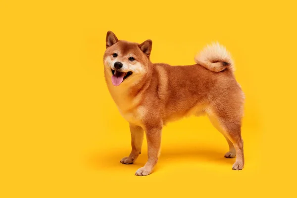 Szczęśliwego Psa Shiba Inu Żółtym Rudowłosy Japoński Pies Uśmiech Portret — Zdjęcie stockowe