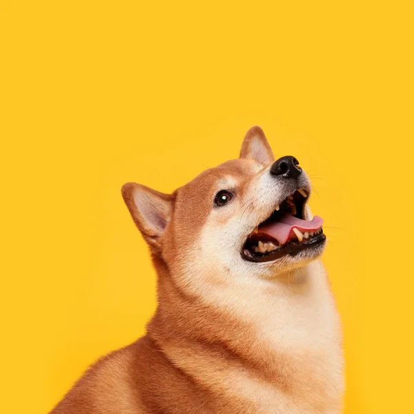 Happy Shiba Inu Hund Auf Gelb Rothaarige Japanische Hunde Lächeln — Stockfoto