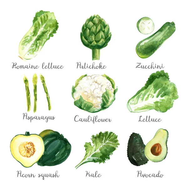 Aquarelgroenten Een Witte Achtergrond Kool Artisjok Courgette Asperges Bloemkool Sla — Stockfoto