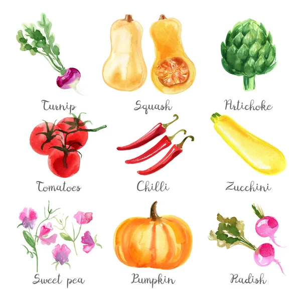 Aquarelgroenten Een Witte Achtergrond Rijst Pompoen Artisjok Tomaten Chili Courgette — Stockfoto