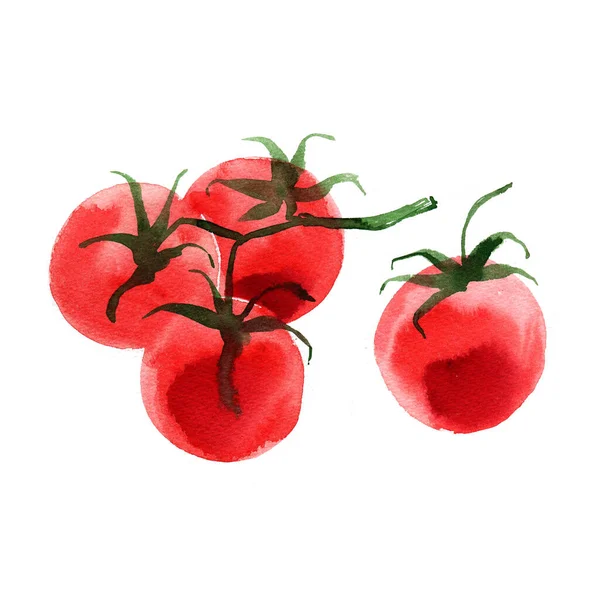 Tomater Tomatgrenen Målad Med Akvarell Vit Bakgrund Färgad Skiss Grönsaker — Stockfoto