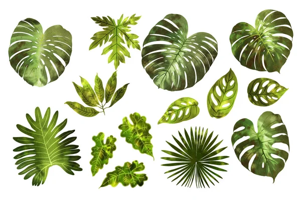 Foglie Piante Tropicali Acquerello Verde Fondo Bianco Monstera Palma Ventaglio — Foto Stock